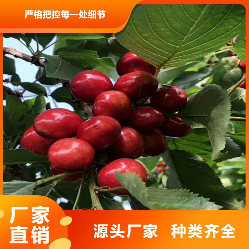 樱桃-【北美冬青】信誉有保证