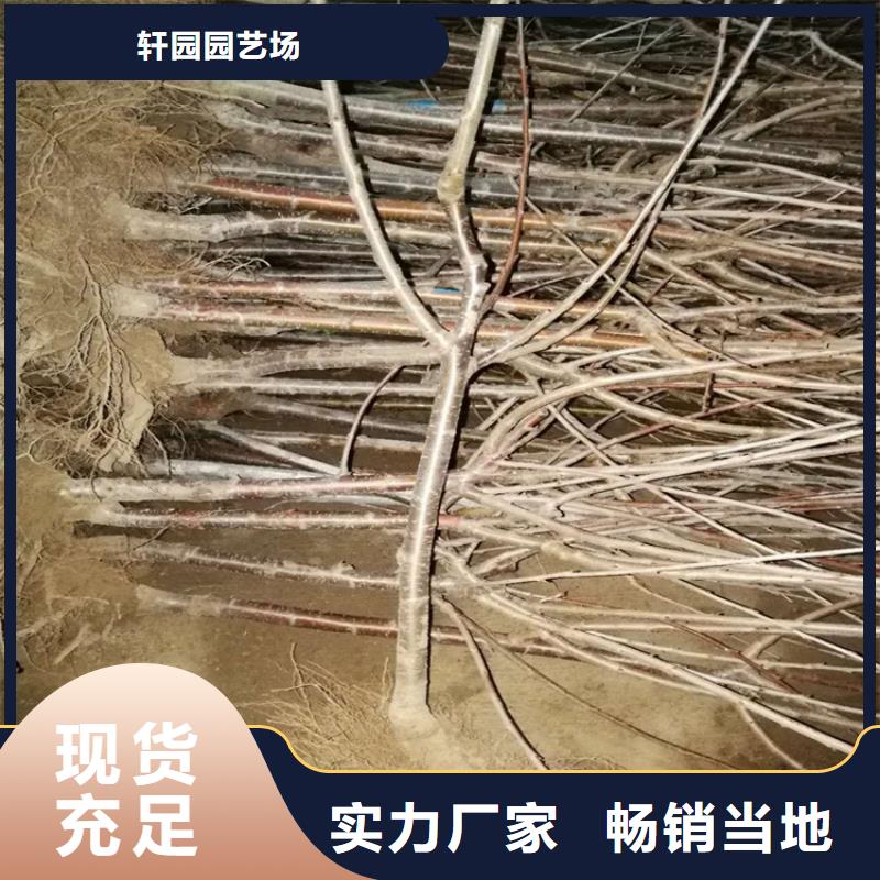 樱桃,樱桃苗卓越品质保障