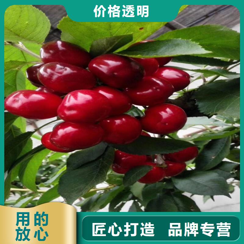 樱桃,樱桃苗卓越品质保障