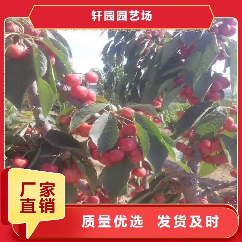 樱桃,苹果苗多种场景适用