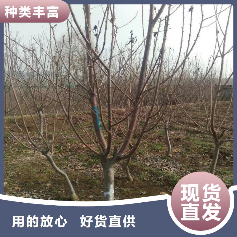 北美冬青-视频-北美冬青(轩园)覆盖地域广东省阳江市江城|阳西|汕头|云浮|江门|佛山|肇庆|汕尾
