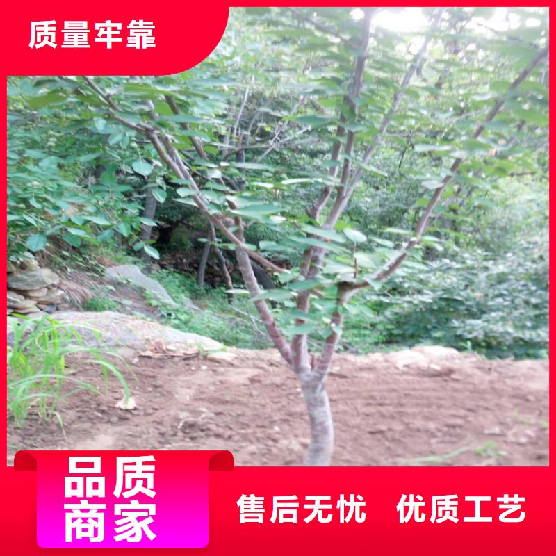 北美冬青-视频-北美冬青(轩园)覆盖地域广东省阳江市江城|阳西|汕头|云浮|江门|佛山|肇庆|汕尾