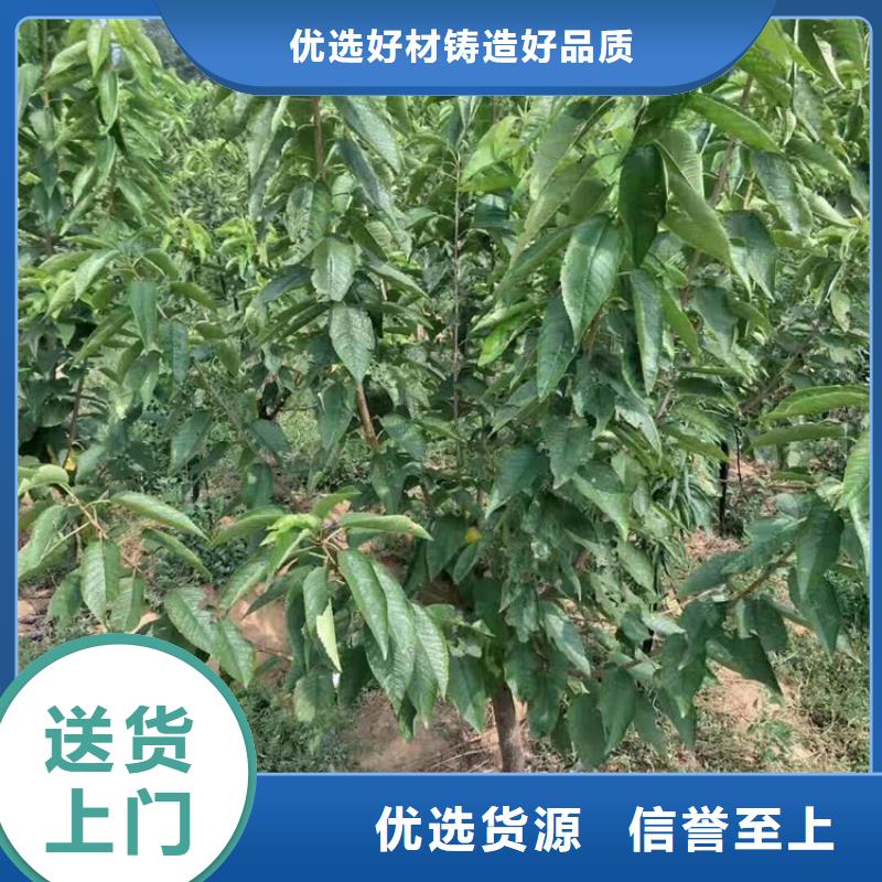 樱桃石榴树源头厂家直销