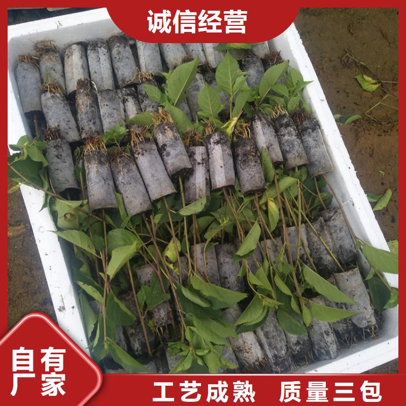 北美冬青-视频-北美冬青(轩园)覆盖地域广东省阳江市江城|阳西|汕头|云浮|江门|佛山|肇庆|汕尾