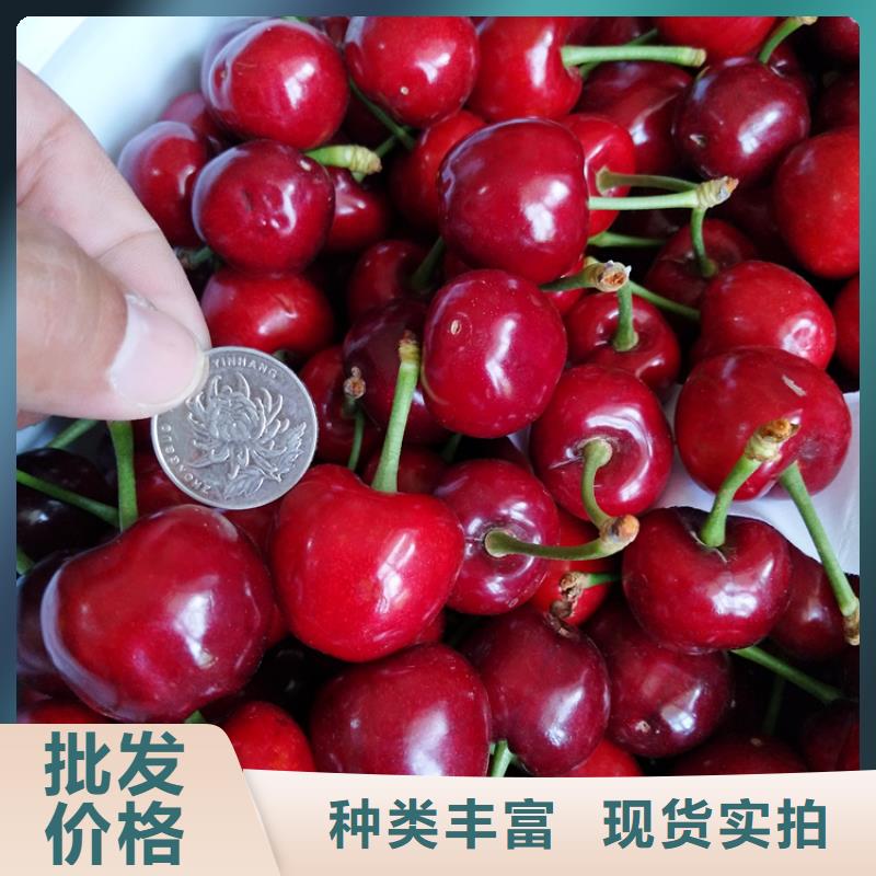 北美冬青-视频-北美冬青(轩园)覆盖地域广东省阳江市江城|阳西|汕头|云浮|江门|佛山|肇庆|汕尾