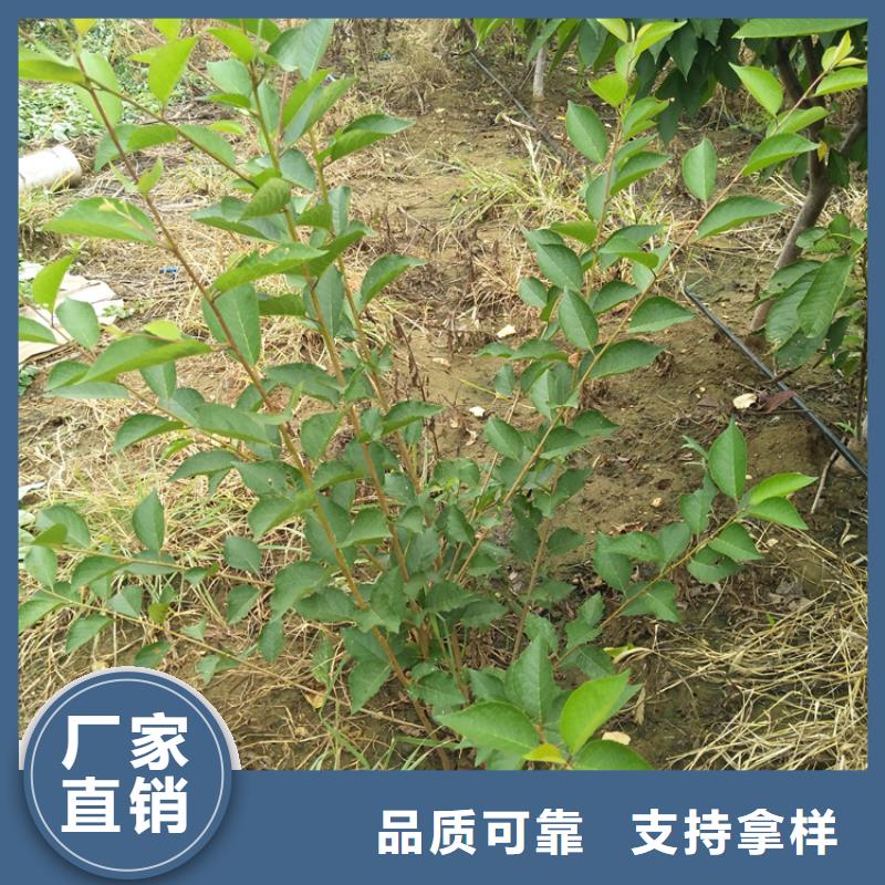 北美冬青-视频-北美冬青(轩园)覆盖地域广东省阳江市江城|阳西|汕头|云浮|江门|佛山|肇庆|汕尾