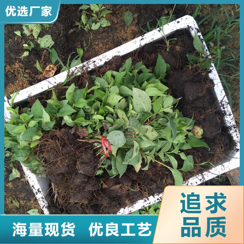 樱桃,苹果苗多种场景适用