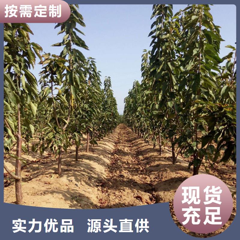 北美冬青-视频-北美冬青(轩园)覆盖地域广东省阳江市江城|阳西|汕头|云浮|江门|佛山|肇庆|汕尾