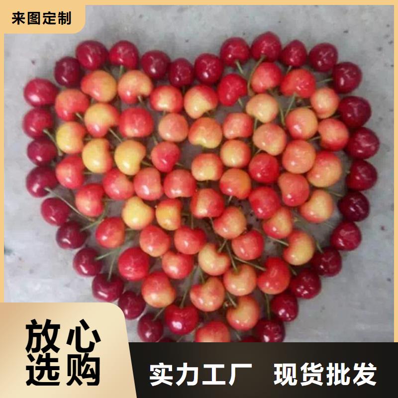 北美冬青-视频-北美冬青(轩园)覆盖地域广东省阳江市江城|阳西|汕头|云浮|江门|佛山|肇庆|汕尾