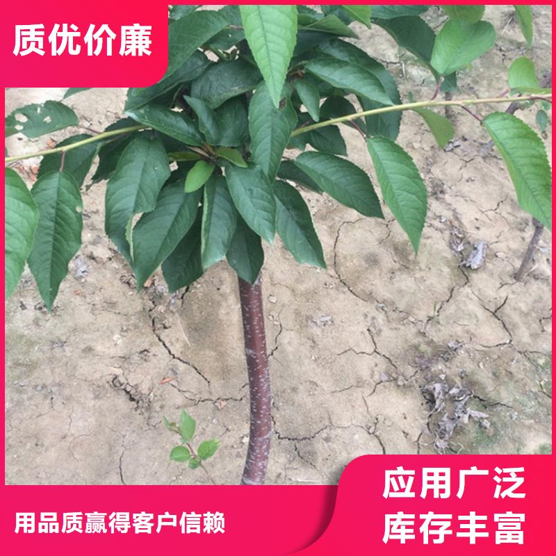 北美冬青-视频-山东省滨州市轩园北美冬青可服务区域博兴|沾化|青岛|济南|德州|东营|日照等
