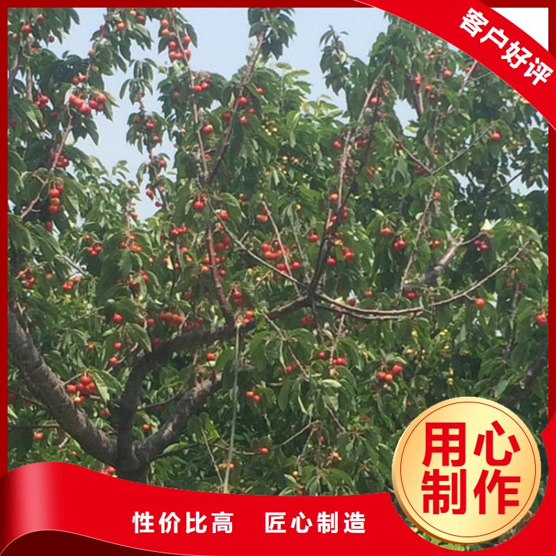 北美冬青-视频-山东省滨州市轩园北美冬青可服务区域博兴|沾化|青岛|济南|德州|东营|日照等