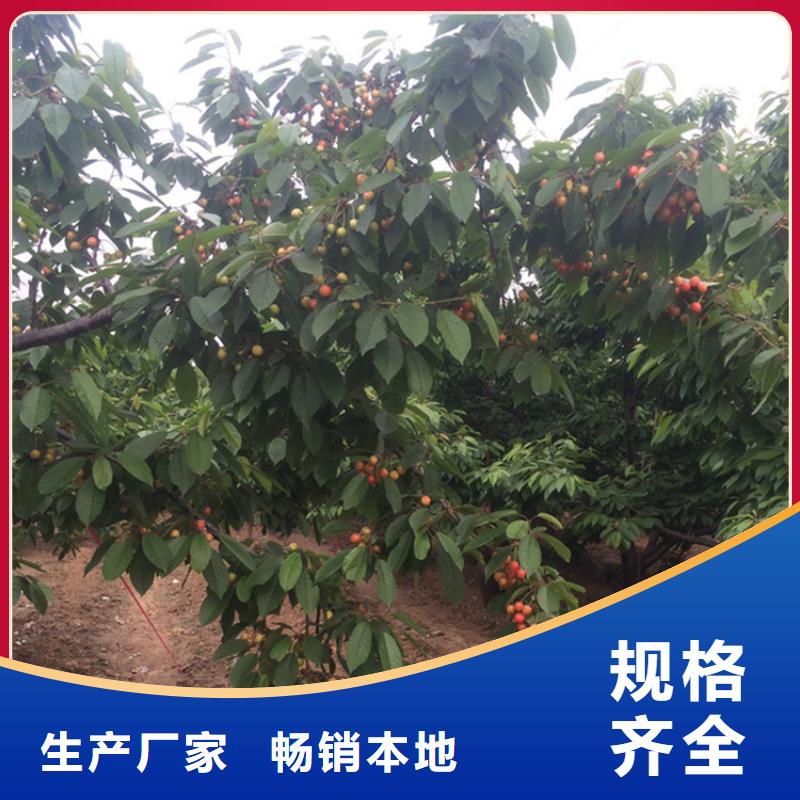樱桃石榴树源头厂家直销