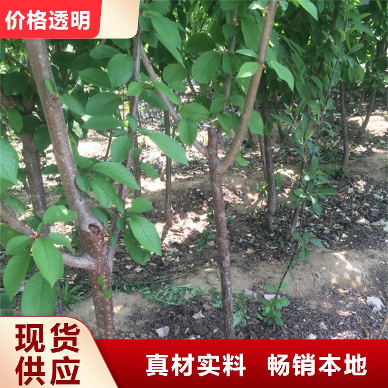 樱桃石榴树源头厂家直销