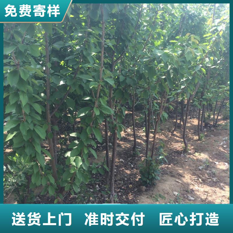 北美冬青-视频-北美冬青(轩园)覆盖地域广东省阳江市江城|阳西|汕头|云浮|江门|佛山|肇庆|汕尾