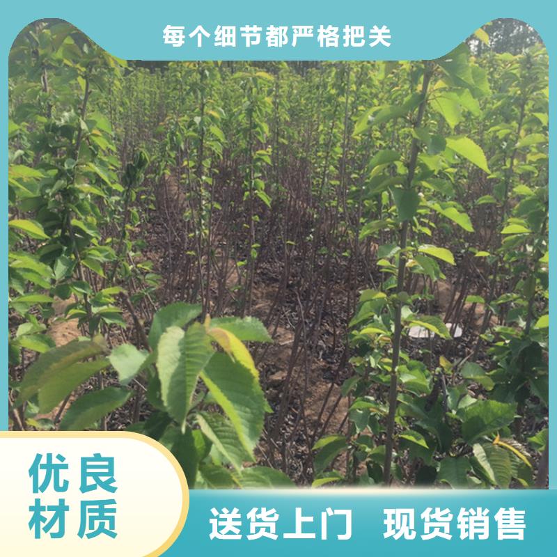 樱桃,樱桃苗卓越品质保障