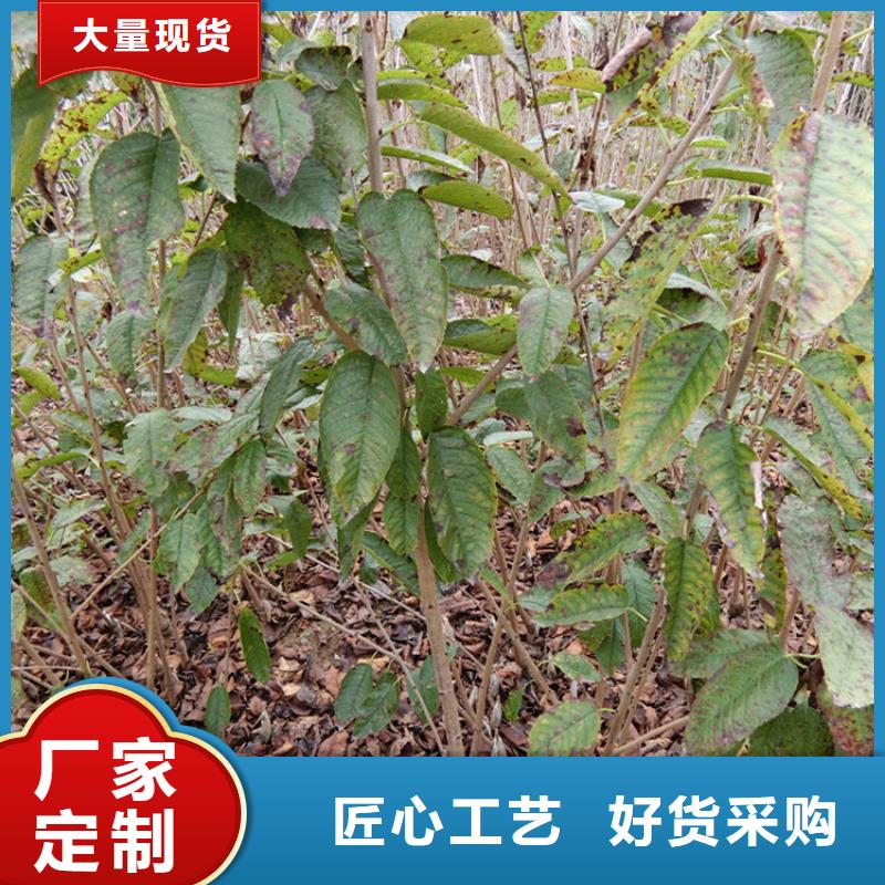 樱桃猕猴桃苗制造生产销售