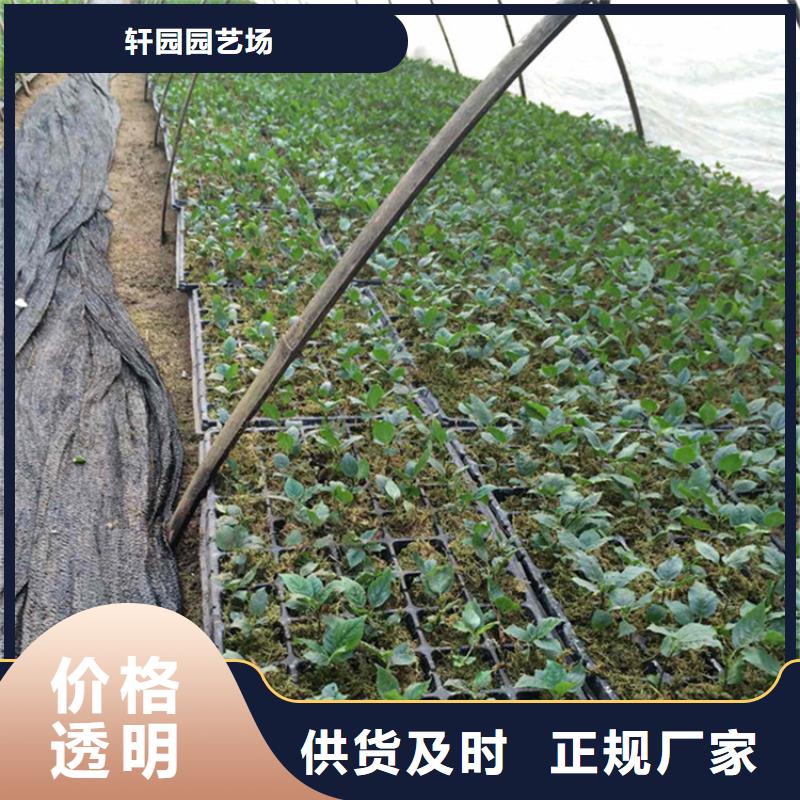 樱桃,樱桃苗卓越品质保障