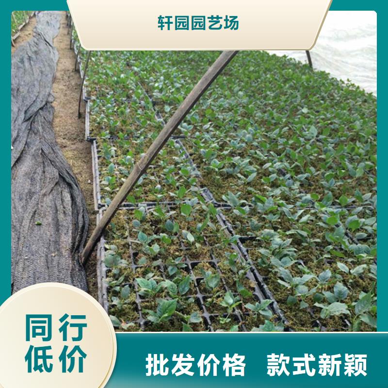 樱桃-【北美冬青】信誉有保证