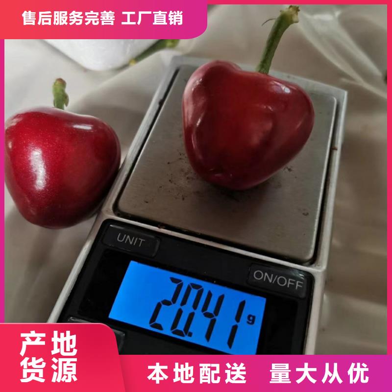 樱桃,苹果苗多种场景适用