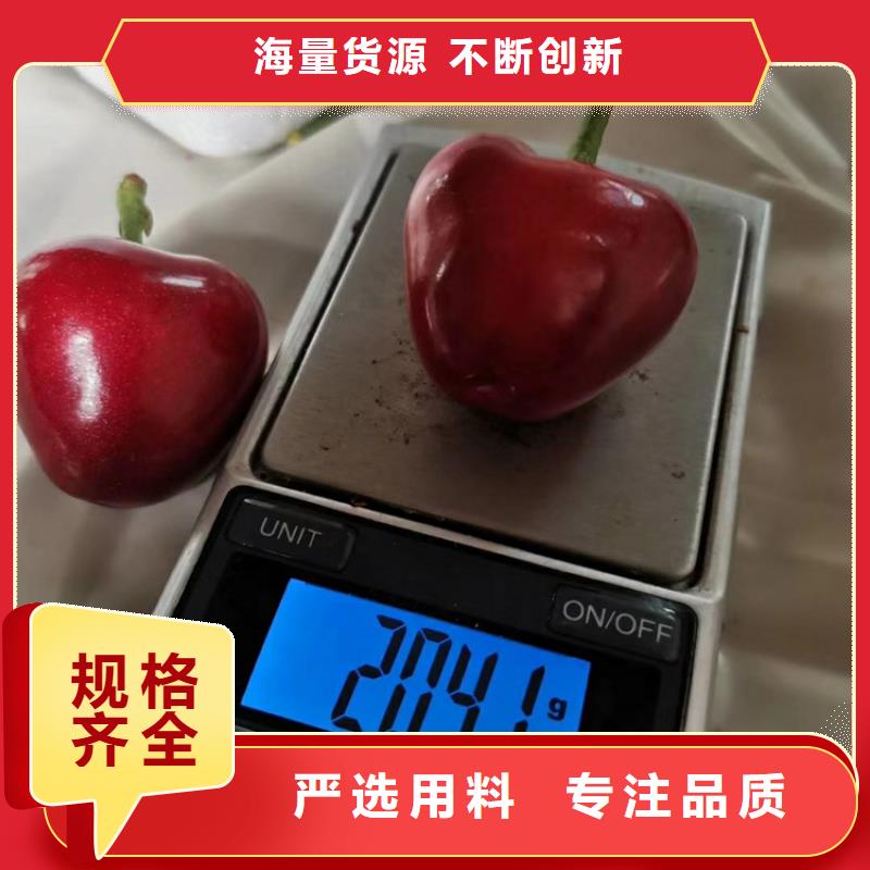 樱桃,樱桃苗卓越品质保障