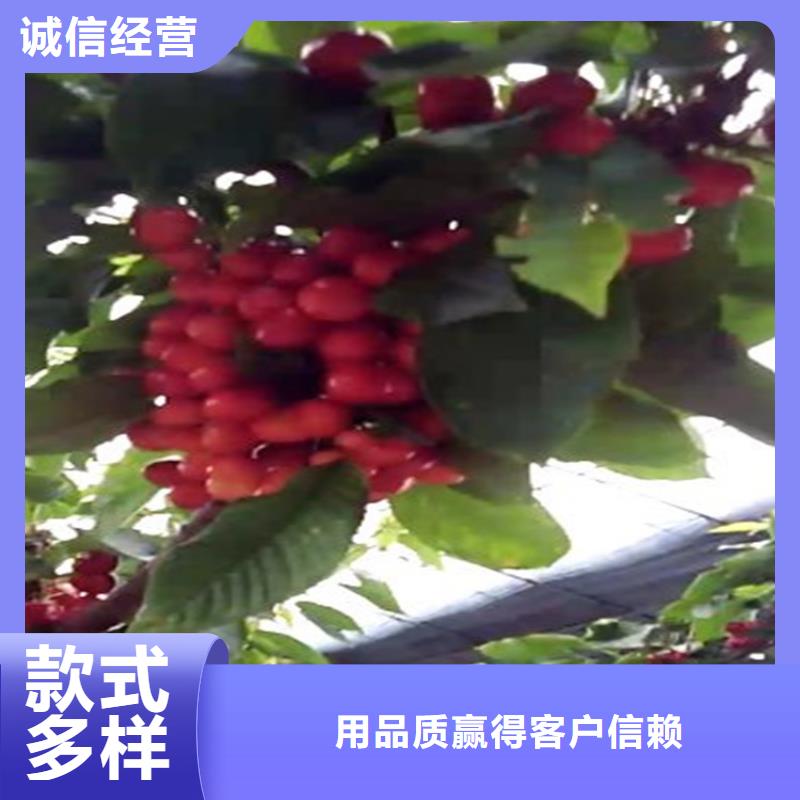樱桃,樱桃苗卓越品质保障
