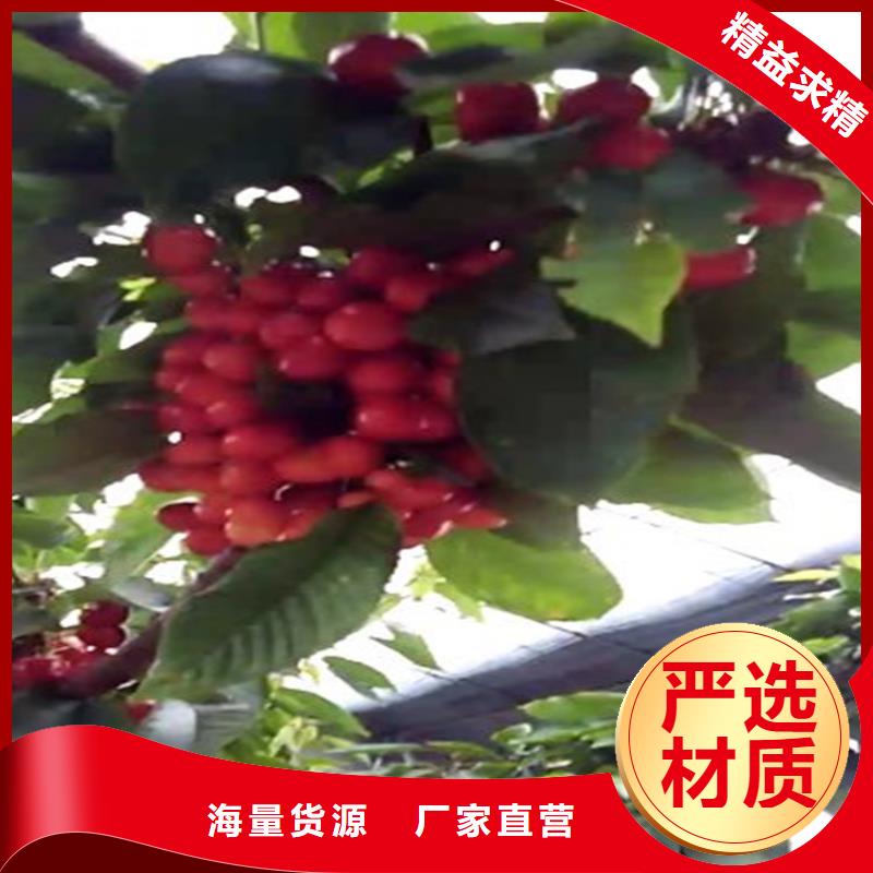 樱桃,苹果苗多种场景适用
