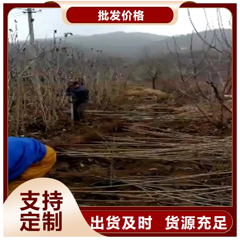 樱桃,樱桃苗卓越品质保障