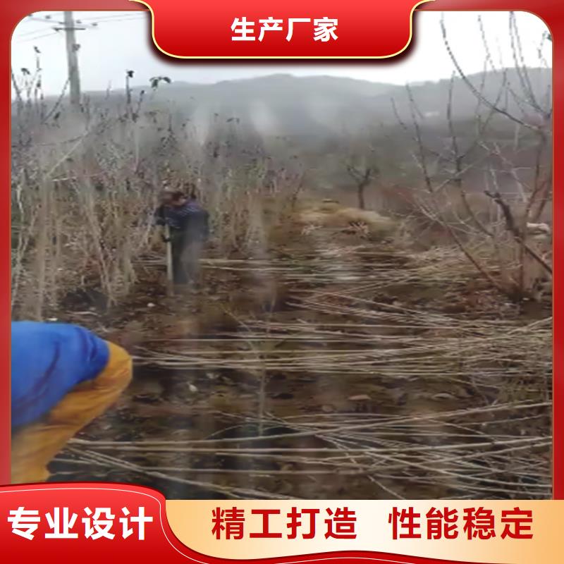 樱桃-【北美冬青】信誉有保证