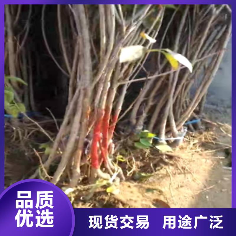 樱桃,樱桃苗卓越品质保障