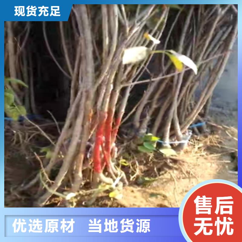 樱桃-【北美冬青】信誉有保证