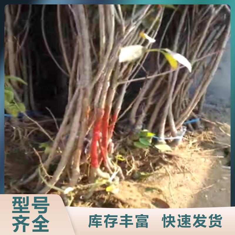 樱桃,苹果苗多种场景适用