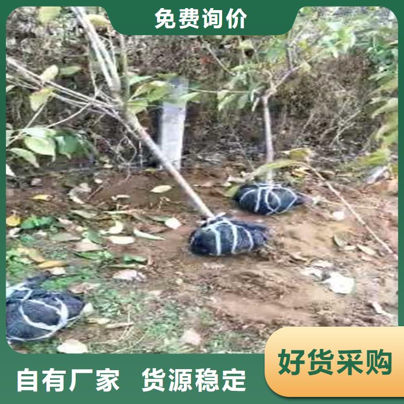 樱桃,苹果苗多种场景适用