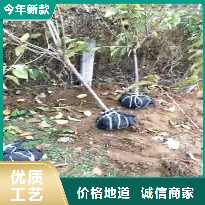 樱桃,樱桃苗卓越品质保障