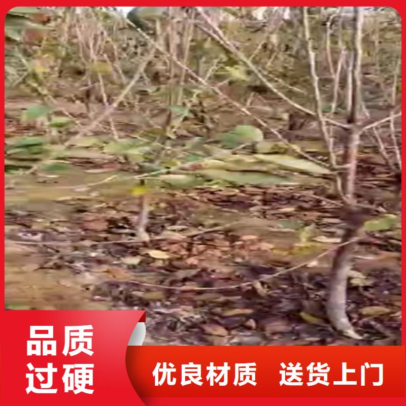 樱桃,樱桃苗卓越品质保障