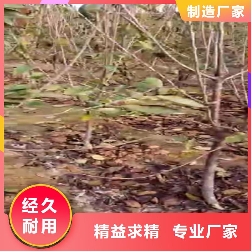 北美冬青-视频-山东省滨州市轩园北美冬青可服务区域博兴|沾化|青岛|济南|德州|东营|日照等