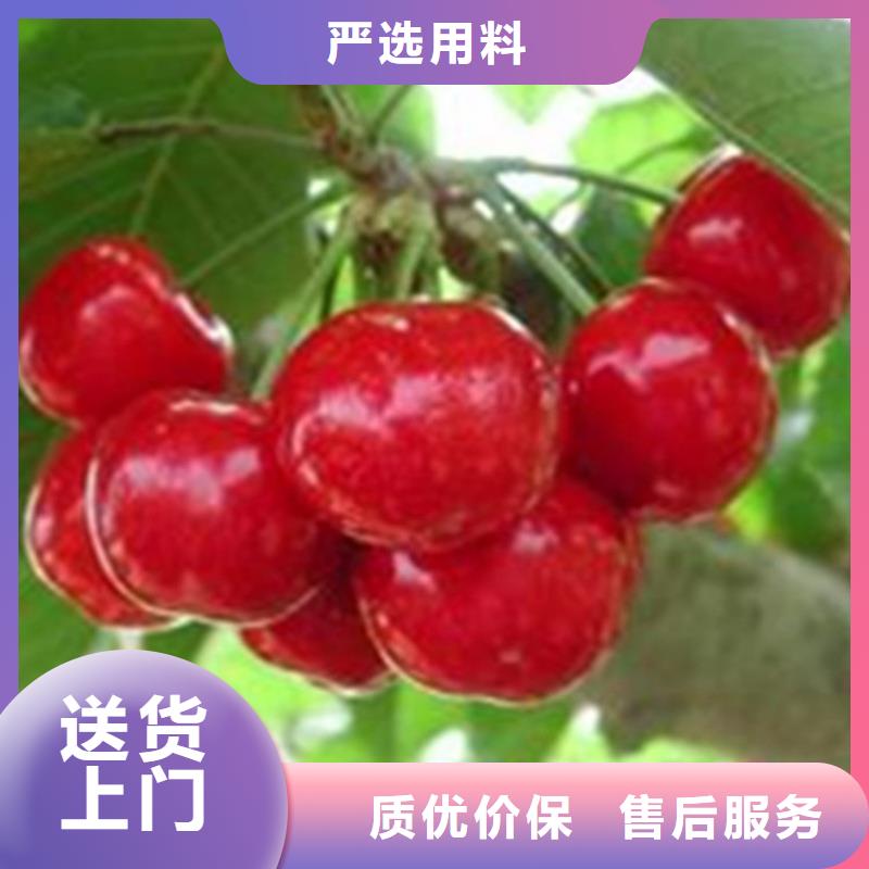 樱桃石榴树源头厂家直销