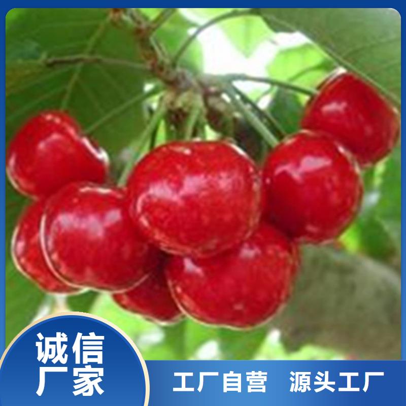 樱桃,樱桃苗卓越品质保障