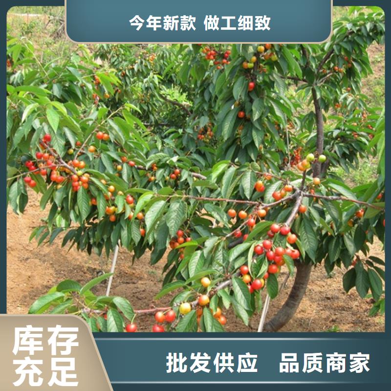 樱桃,樱桃苗卓越品质保障