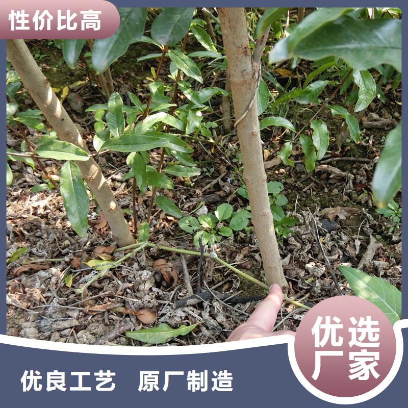 北美冬青-视频-陆良|富源|怒江|红河|昆明|楚雄轩园北美冬青_ 轩园园艺场(曲靖市分公司)