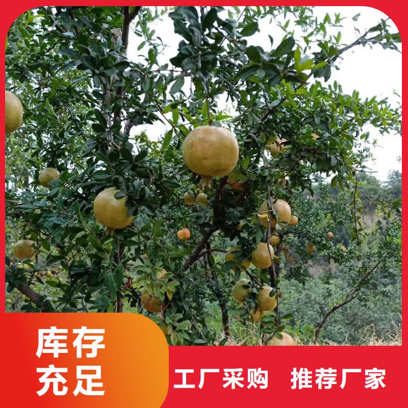 北美冬青视频-北美冬青(轩园)覆盖地域浙江省绍兴市新昌|诸暨|温州|舟山|金华|嘉兴|湖州