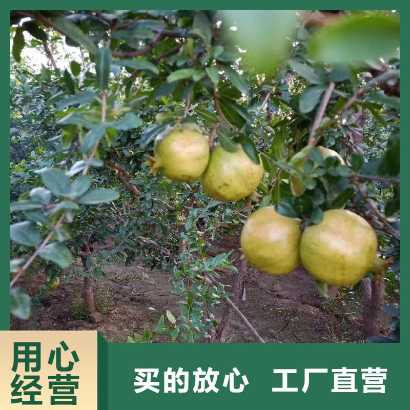 北美冬青-视频-陆良|富源|怒江|红河|昆明|楚雄轩园北美冬青_ 轩园园艺场(曲靖市分公司)