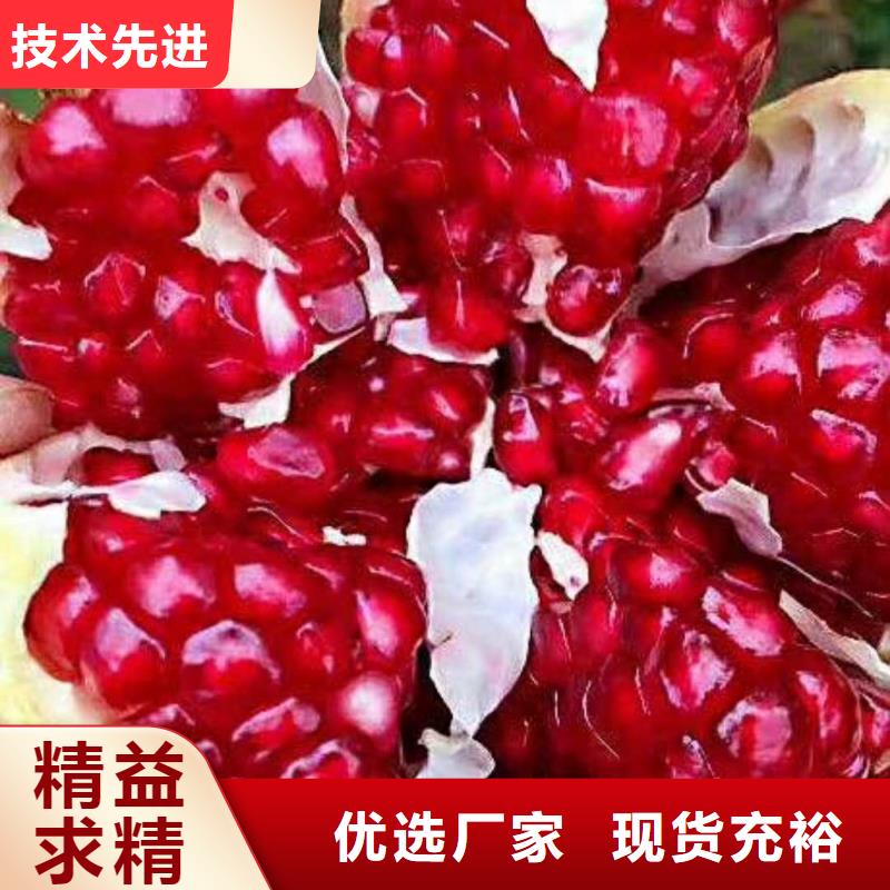 北美冬青-视频-陆良|富源|怒江|红河|昆明|楚雄轩园北美冬青_ 轩园园艺场(曲靖市分公司)