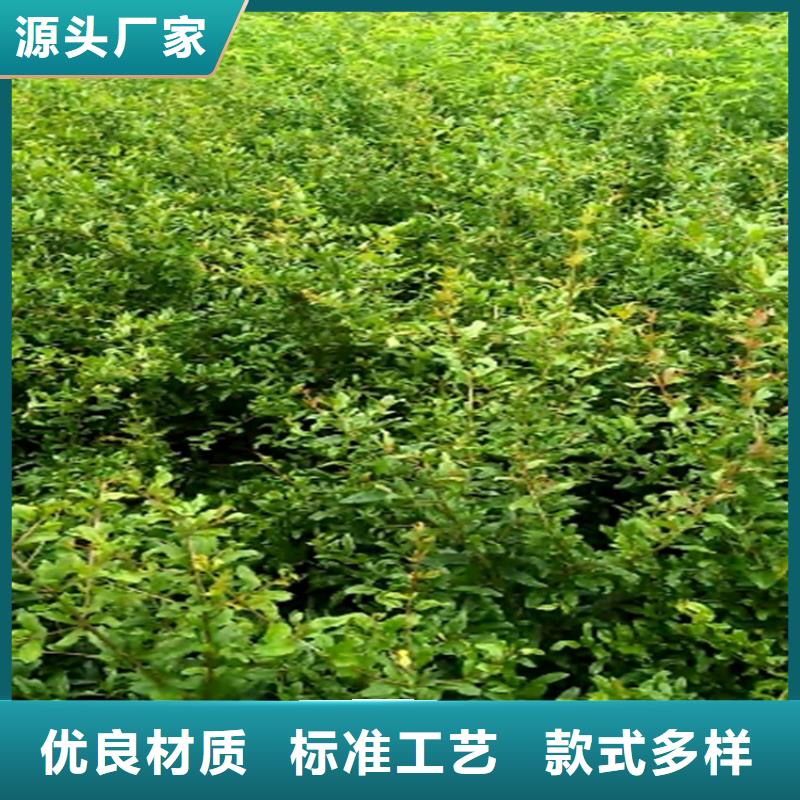 北美冬青-视频-陆良|富源|怒江|红河|昆明|楚雄轩园北美冬青_ 轩园园艺场(曲靖市分公司)