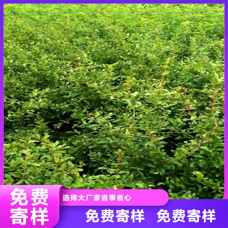 石榴苹果苗现货齐全售后无忧