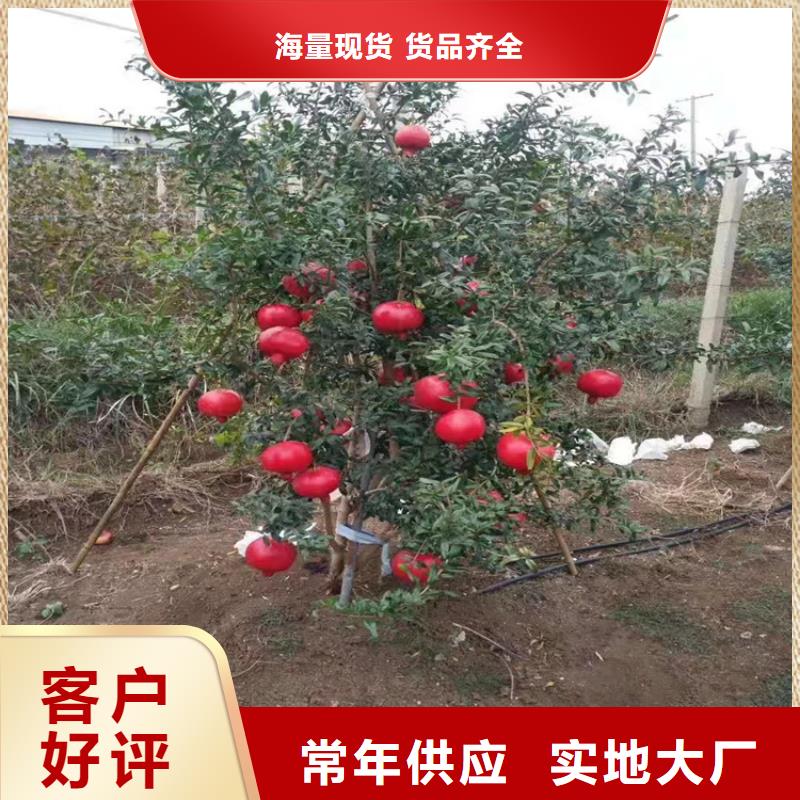 石榴苹果苗现货齐全售后无忧