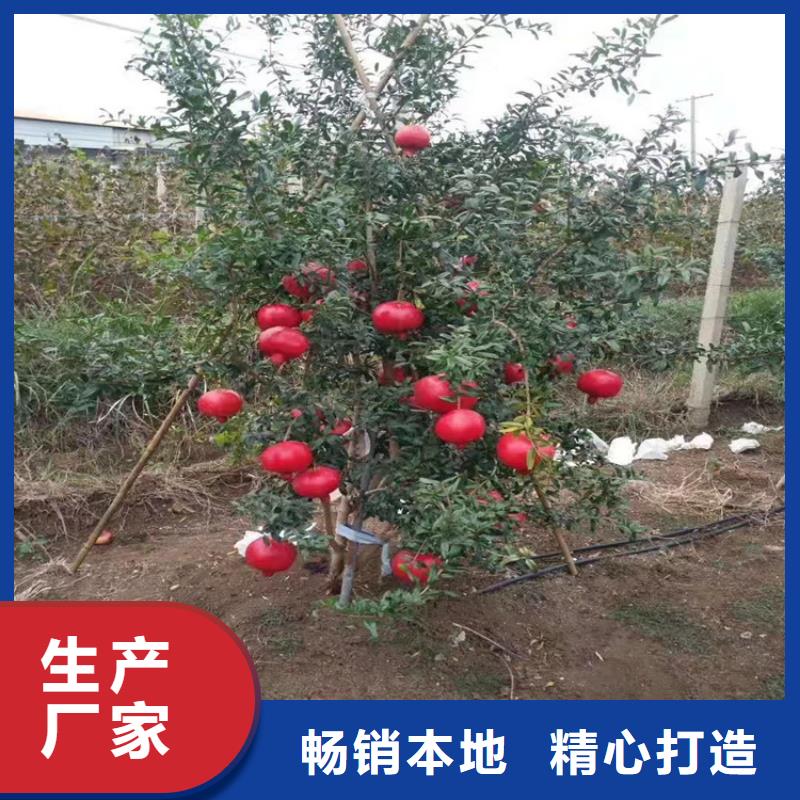 北美冬青-视频-陆良|富源|怒江|红河|昆明|楚雄轩园北美冬青_ 轩园园艺场(曲靖市分公司)