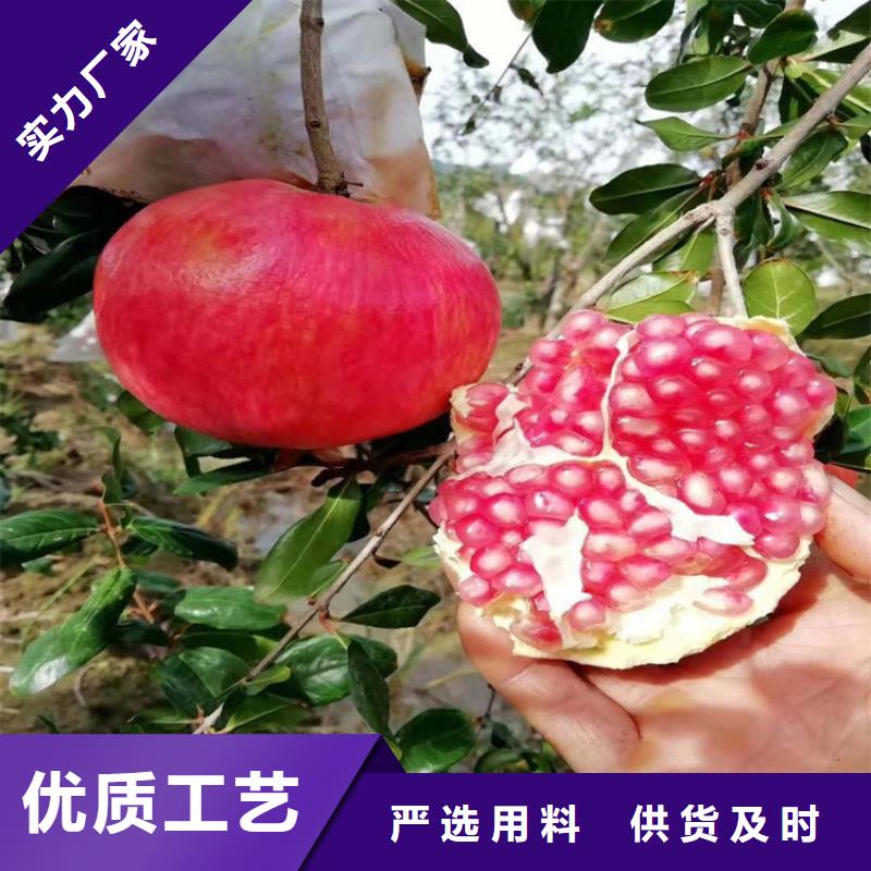 北美冬青-视频-陆良|富源|怒江|红河|昆明|楚雄轩园北美冬青_ 轩园园艺场(曲靖市分公司)