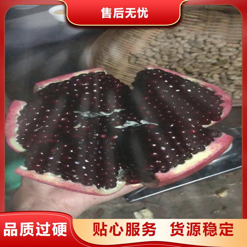 北美冬青-视频-陆良|富源|怒江|红河|昆明|楚雄轩园北美冬青_ 轩园园艺场(曲靖市分公司)