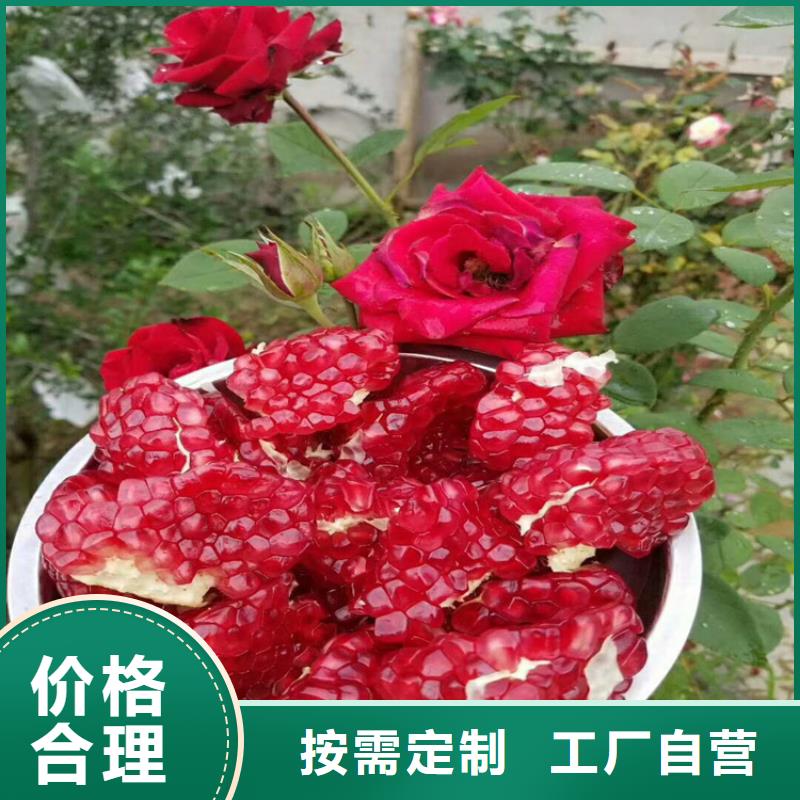 北美冬青视频-北美冬青(轩园)覆盖地域浙江省绍兴市新昌|诸暨|温州|舟山|金华|嘉兴|湖州