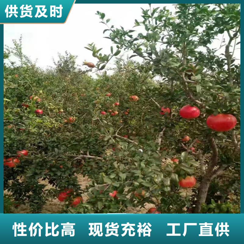 北美冬青视频-北美冬青(轩园)覆盖地域浙江省绍兴市新昌|诸暨|温州|舟山|金华|嘉兴|湖州